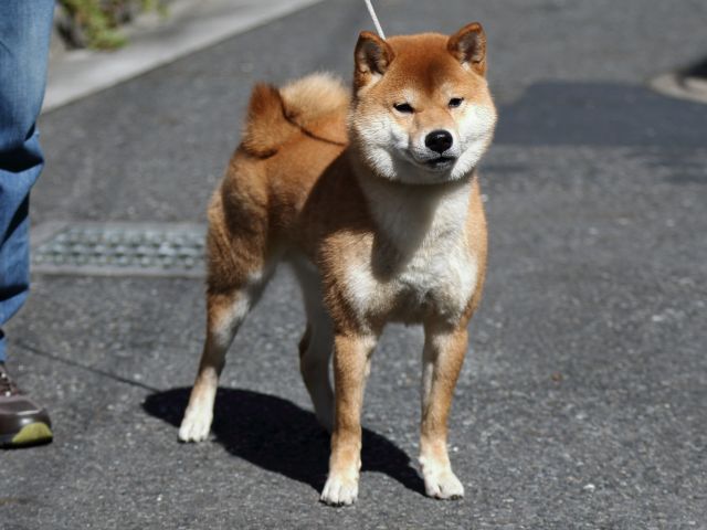 FP5A6946-puppy FP5A6946-puppy