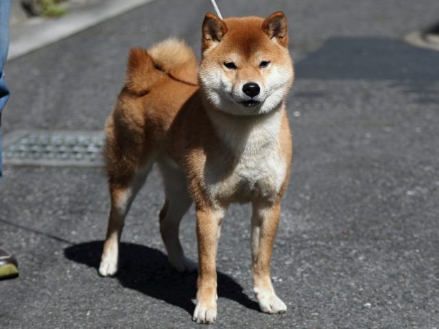 FP5A6957-puppy FP5A6957-puppy
