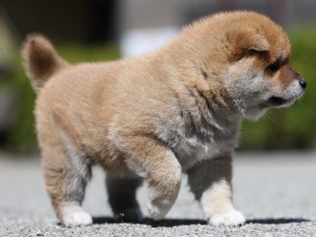 FP5A7331-puppy FP5A7331-puppy