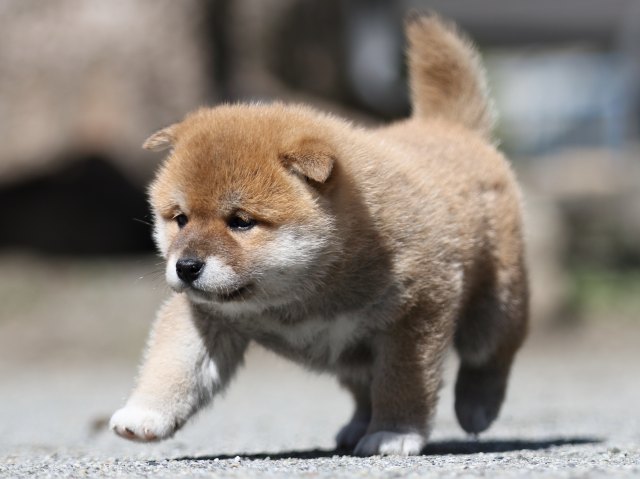 FP5A7365-puppy FP5A7365-puppy