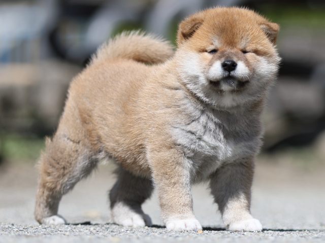 FP5A7476-puppy FP5A7476-puppy