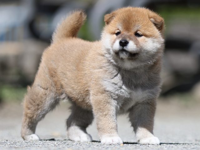 FP5A7477-puppy FP5A7477-puppy