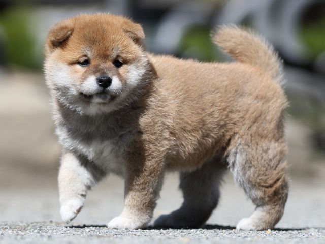 FP5A7479-puppy FP5A7479-puppy