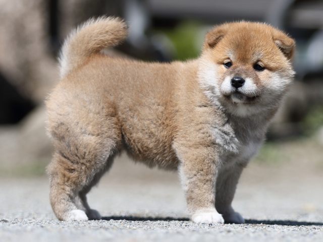 FP5A7488-puppy FP5A7488-puppy