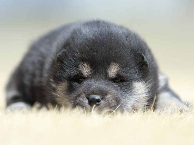 FP5A7618-puppy FP5A7618-puppy