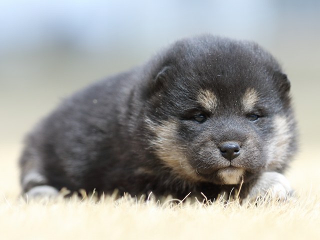 FP5A7624-puppy FP5A7624-puppy