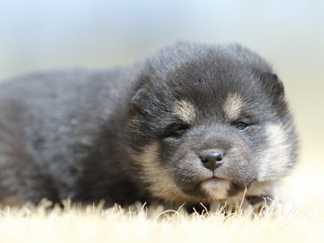 FP5A7633-puppy FP5A7633-puppy