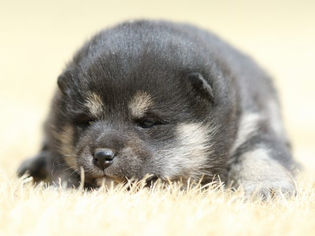 FP5A7637-puppy FP5A7637-puppy