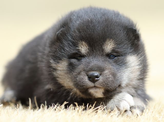FP5A7647-puppy FP5A7647-puppy