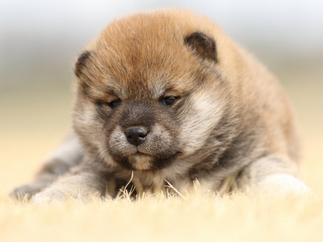 FP5A7656-puppy FP5A7656-puppy