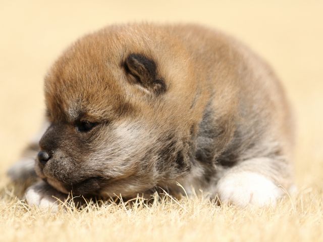 FP5A7675-puppy FP5A7675-puppy