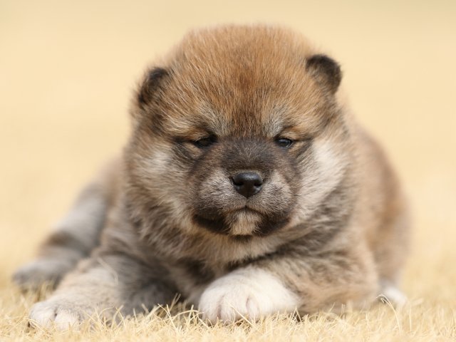 FP5A7679-puppy FP5A7679-puppy