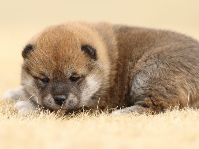 FP5A7694-puppy FP5A7694-puppy