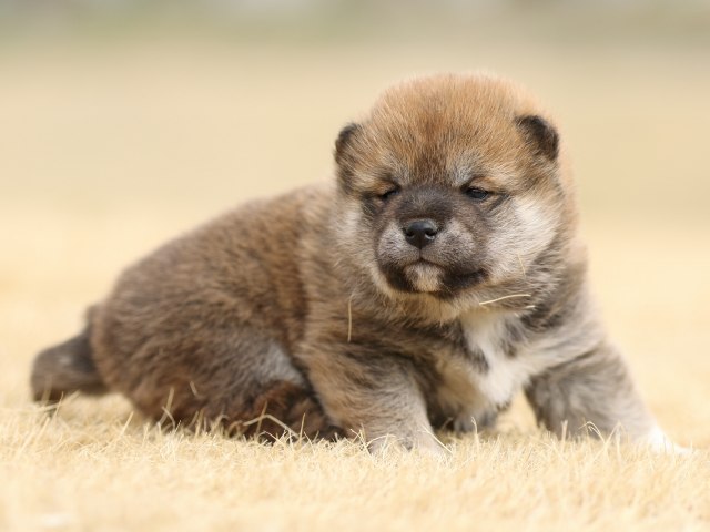 FP5A7701-puppy FP5A7701-puppy