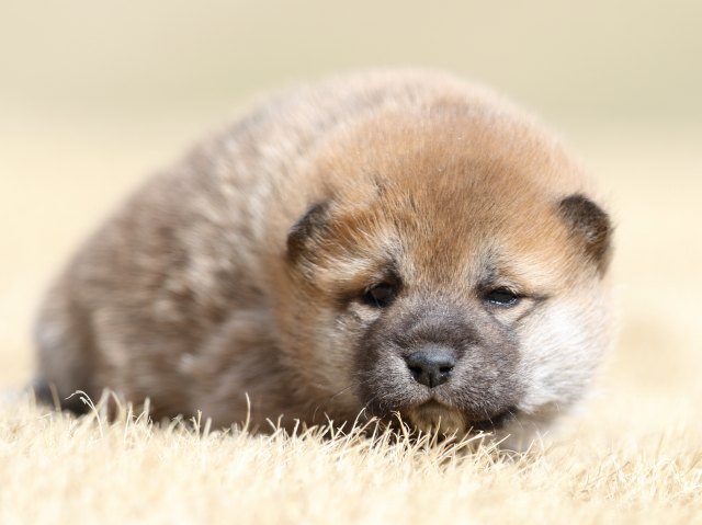 FP5A7743-puppy FP5A7743-puppy