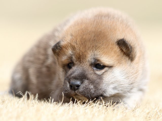 FP5A7745-puppy FP5A7745-puppy