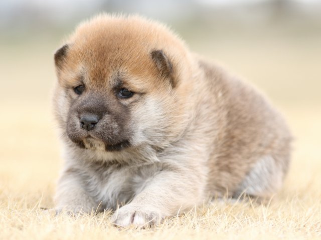 FP5A7751-puppy FP5A7751-puppy