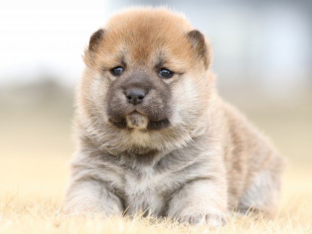 FP5A7760-puppy FP5A7760-puppy