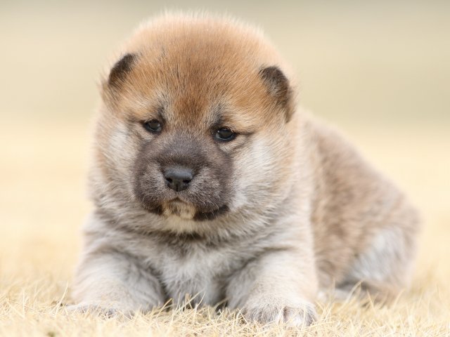 FP5A7775-puppy FP5A7775-puppy