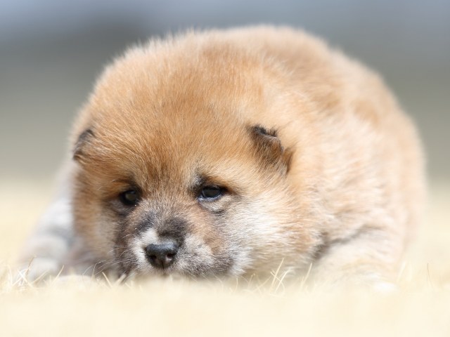 FP5A7788-puppy FP5A7788-puppy