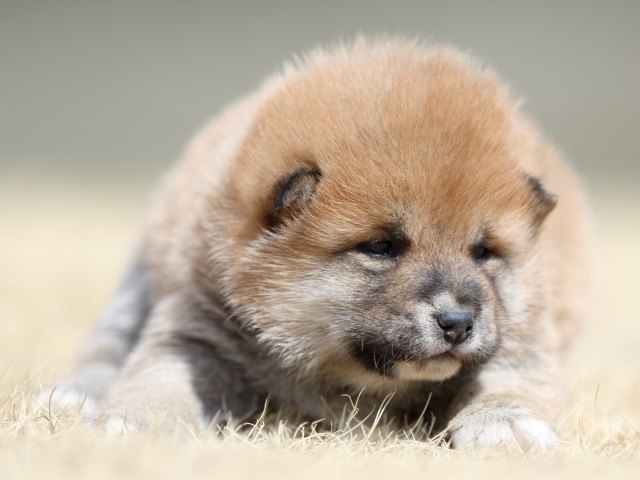 FP5A7818-puppy FP5A7818-puppy