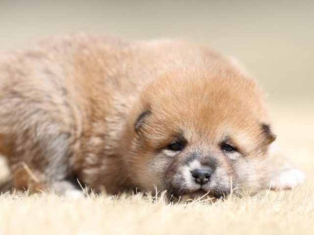 FP5A7822-puppy FP5A7822-puppy