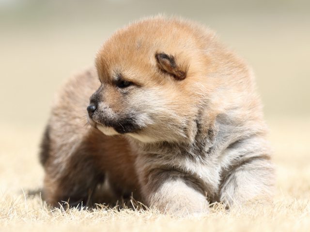 FP5A7853-puppy FP5A7853-puppy