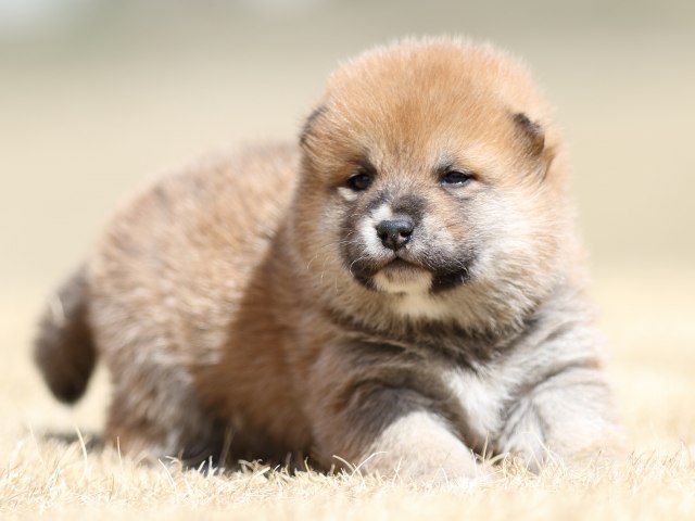 FP5A7862-puppy FP5A7862-puppy