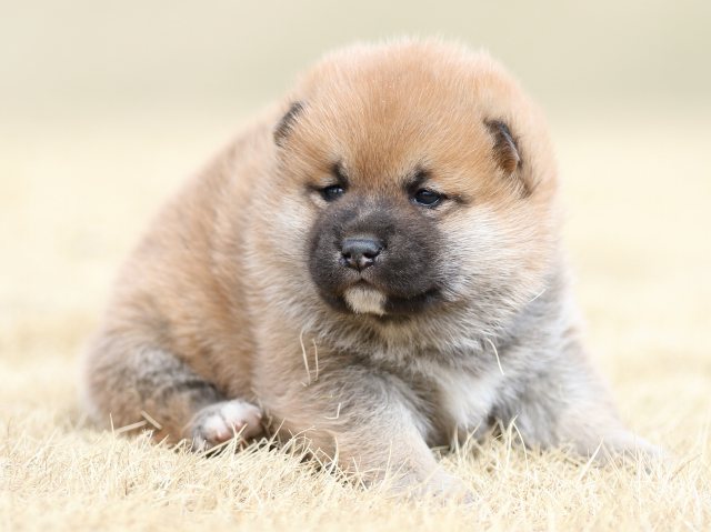 FP5A7899-puppy FP5A7899-puppy