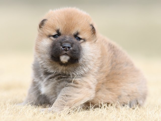 FP5A7915-puppy FP5A7915-puppy