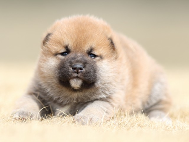 FP5A7942-puppy FP5A7942-puppy
