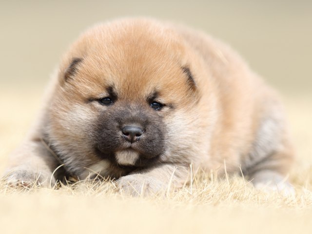 FP5A7944-puppy FP5A7944-puppy