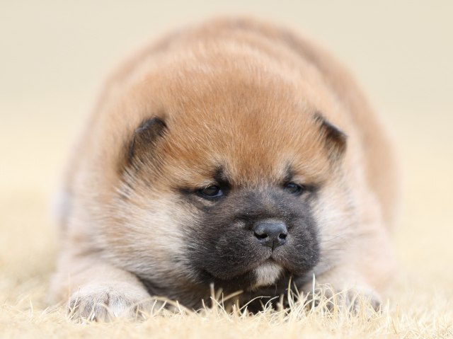 FP5A7955-puppy FP5A7955-puppy
