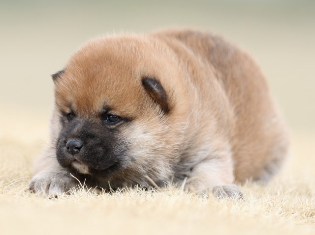 FP5A7969-puppy FP5A7969-puppy