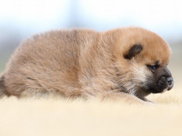 FP5A7979-puppy FP5A7979-puppy