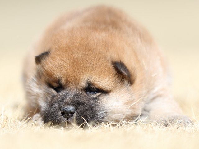 FP5A7987-puppy FP5A7987-puppy