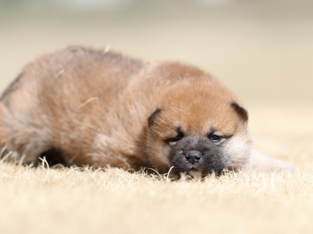 FP5A8002-puppy FP5A8002-puppy