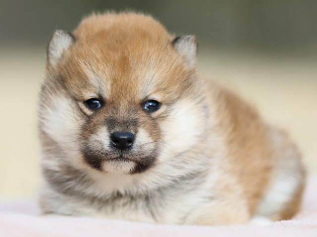 FP5A8372-puppy FP5A8372-puppy