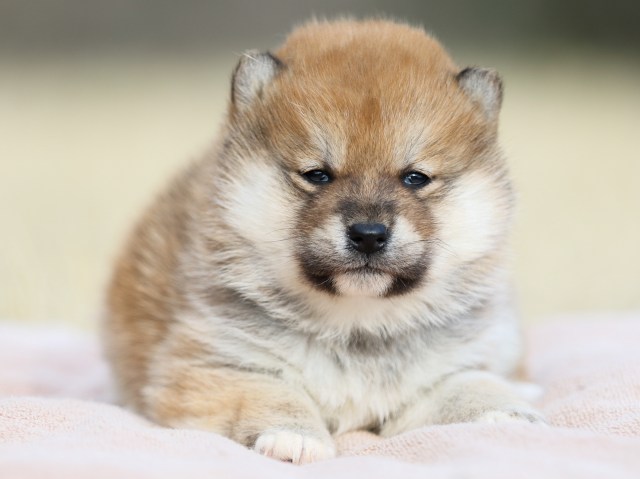 FP5A8420-puppy FP5A8420-puppy
