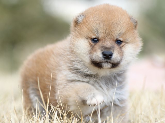 FP5A8485-puppy FP5A8485-puppy