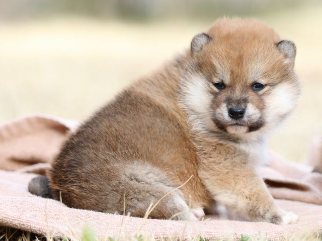FP5A8581-puppy FP5A8581-puppy