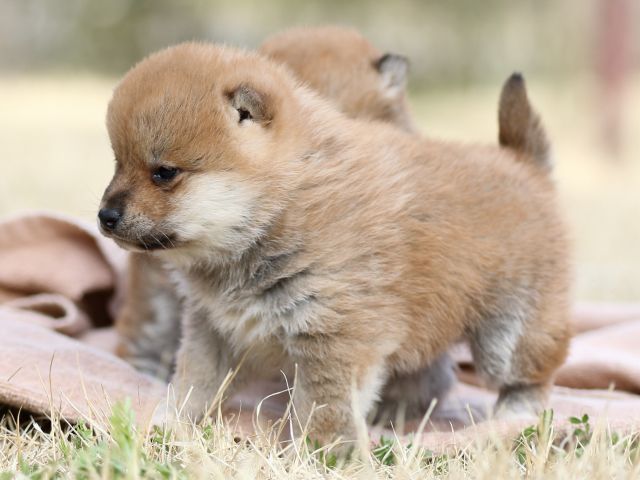 FP5A8604-puppy FP5A8604-puppy