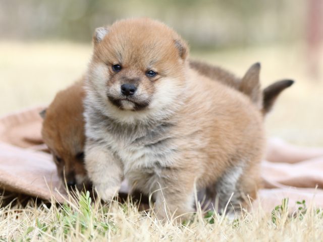 FP5A8613-puppy FP5A8613-puppy
