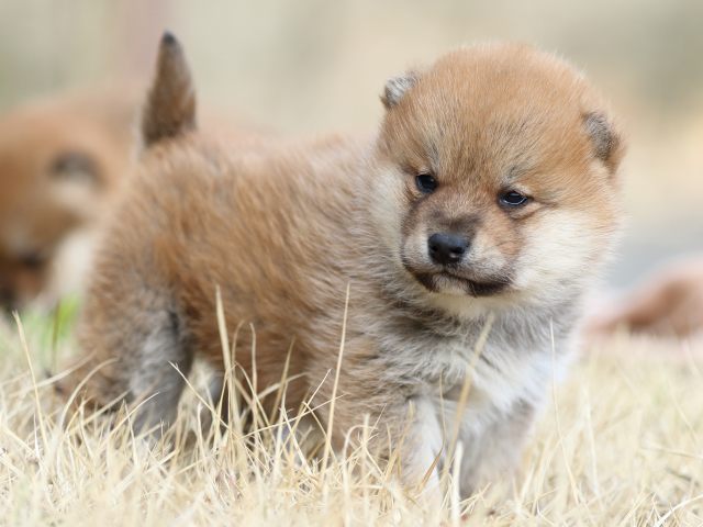 FP5A8628-puppy FP5A8628-puppy