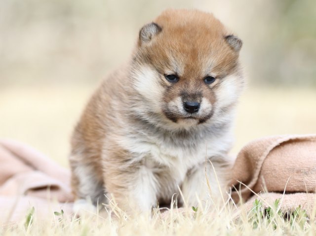 FP5A8638-puppy FP5A8638-puppy