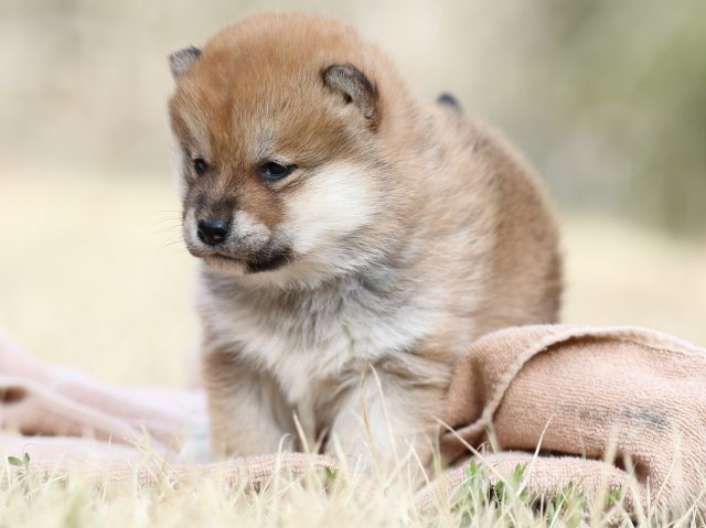 FP5A8645-puppy FP5A8645-puppy