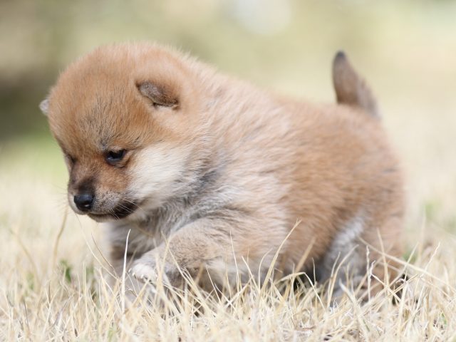 FP5A8668-puppy FP5A8668-puppy
