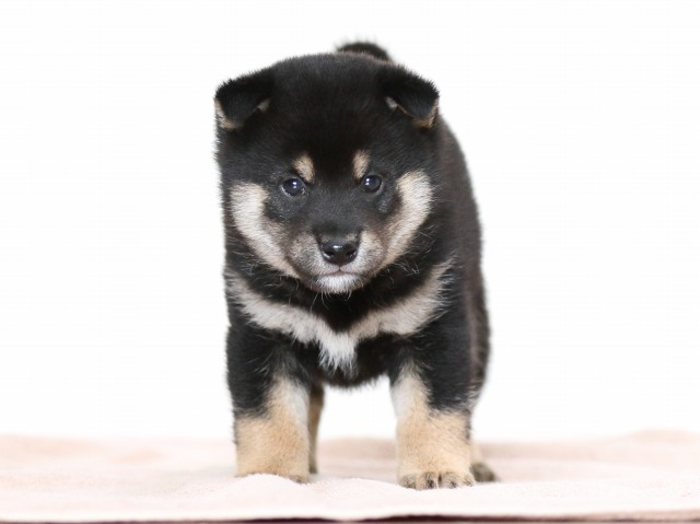 FP5A9726-puppy FP5A9726-puppy