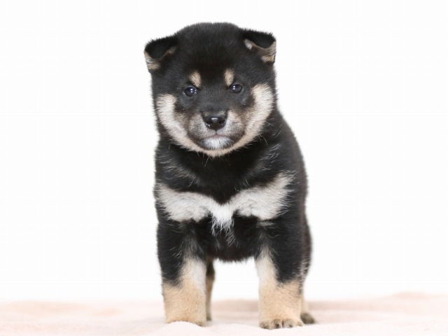 FP5A9739-puppy FP5A9739-puppy