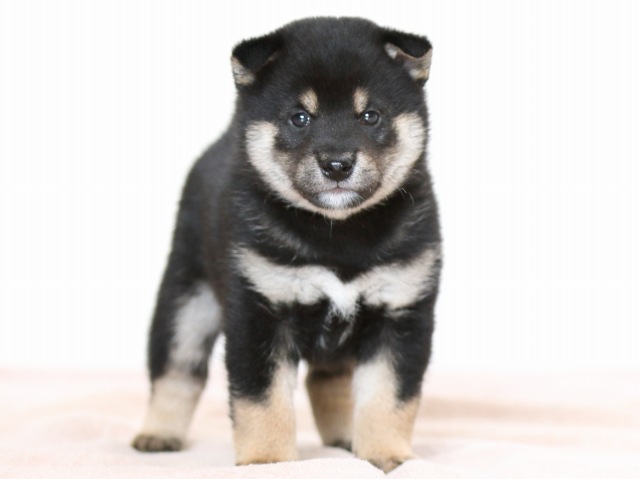 FP5A9764-puppy FP5A9764-puppy